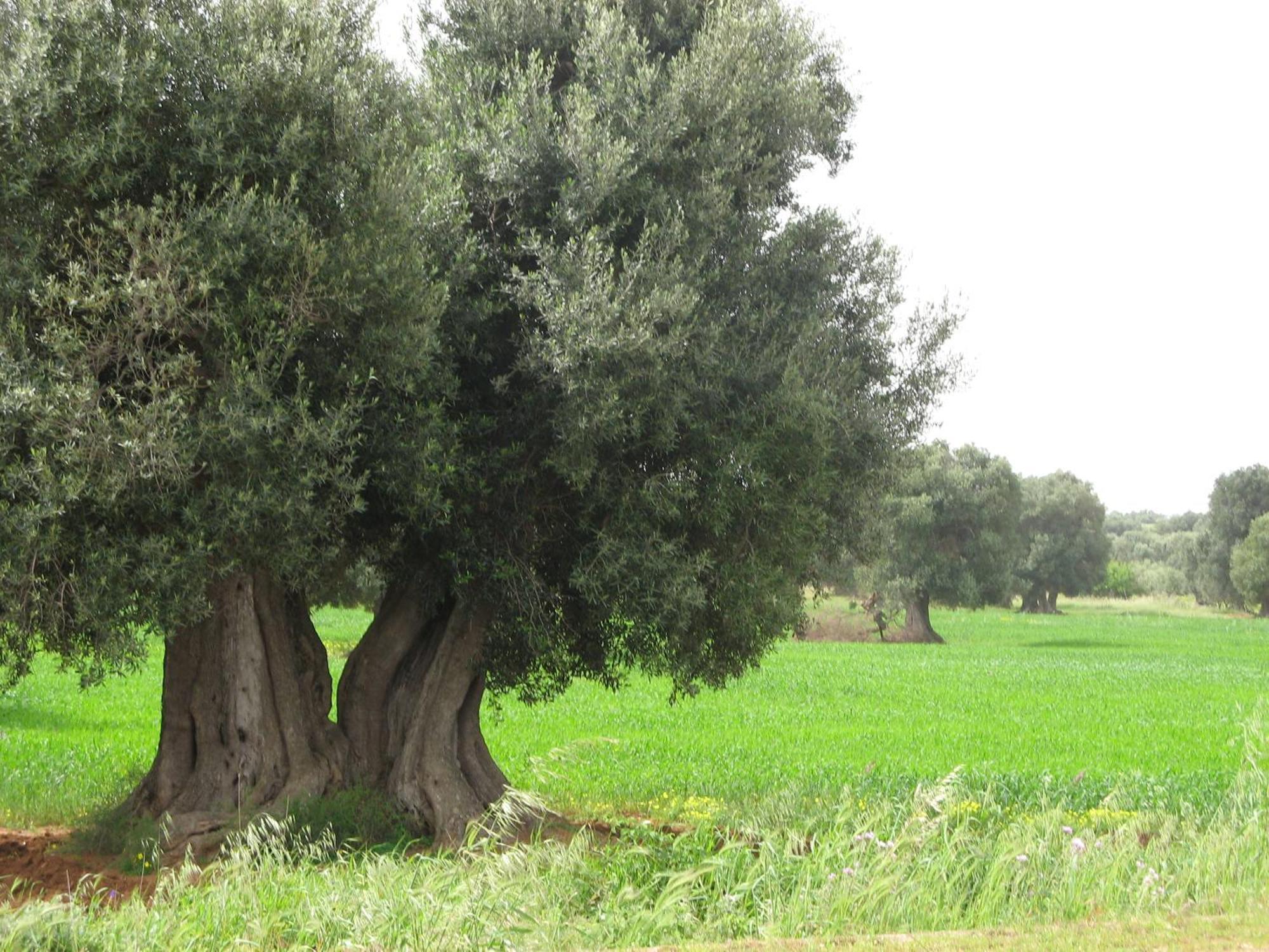 Masseria Asciano Ostuni Zewnętrze zdjęcie