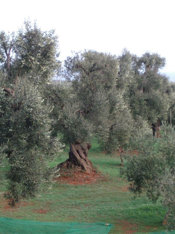 Masseria Asciano Ostuni Zewnętrze zdjęcie
